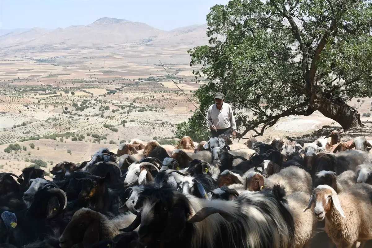 kirkat-koyunde-su-sarniclari-hayvanlari-kurtariyor-UWDcRRNN.jpg